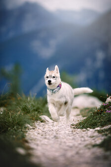 Woolly Wolf - Alpha 360 Brede Halsband - Mauve mix
