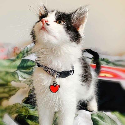 Niaski - Halsbanden Poes